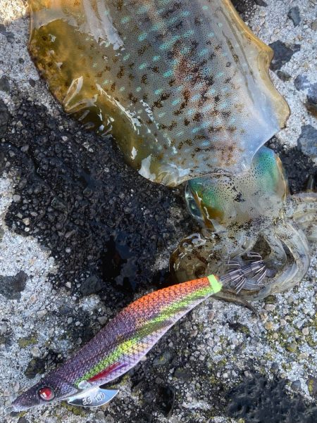 隠岐島秋イカゲット！