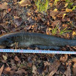 秋のナマジング