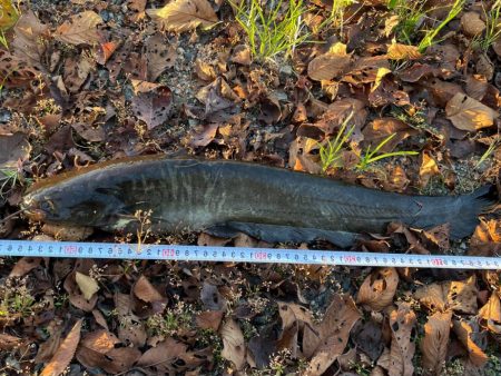 秋のナマジング