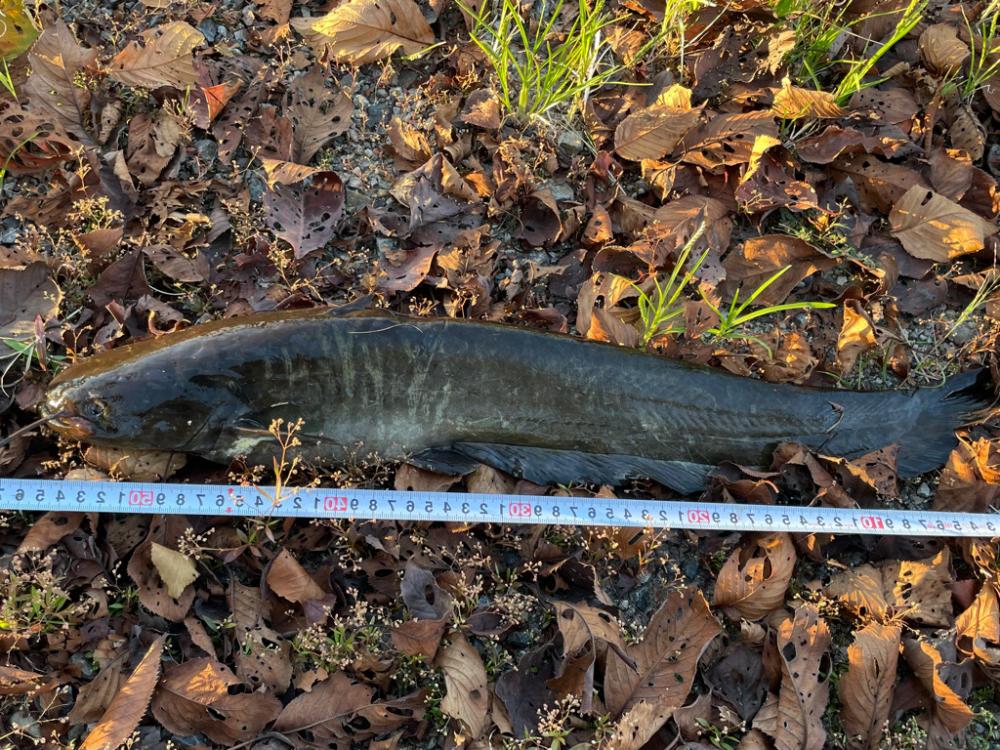 秋のナマジング