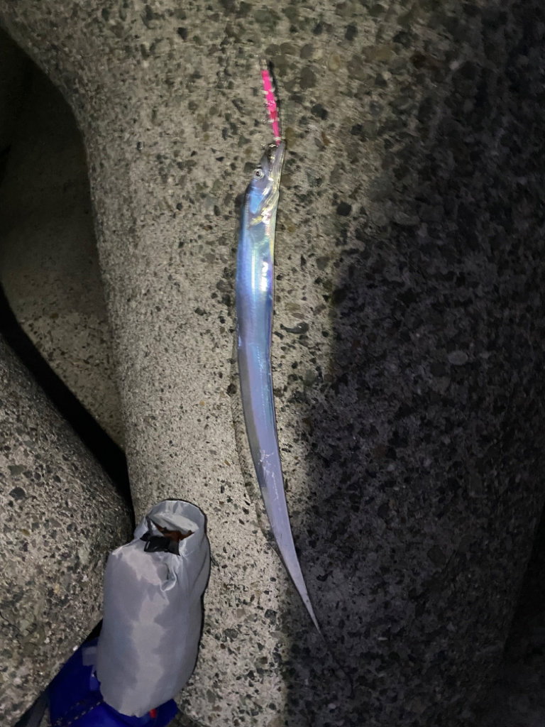 ハマチ5本と太刀魚キャッチ!