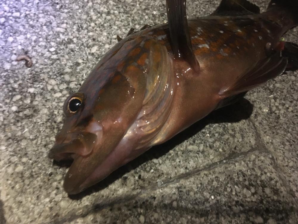 小アジが水バケツから‥