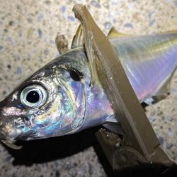 明暗に小さな群れ