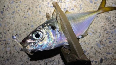 明暗に小さな群れ