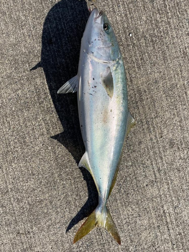 1日ショアジギング