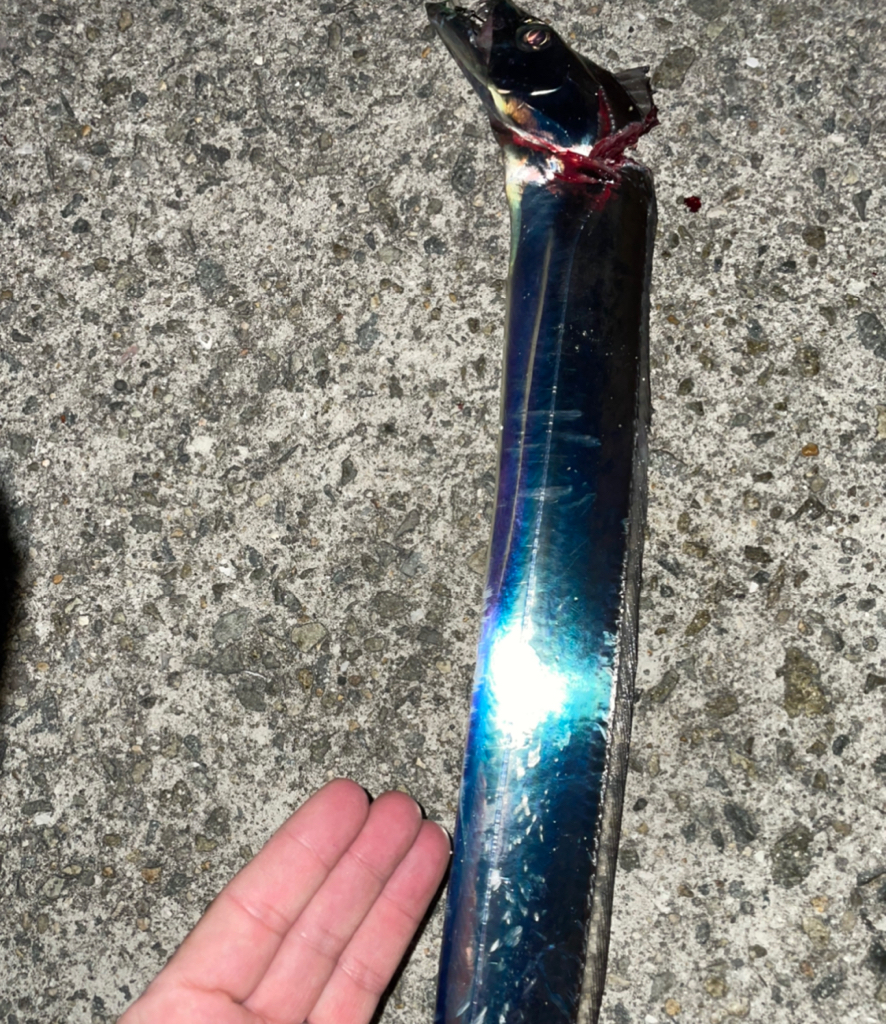 太刀魚釣りです。