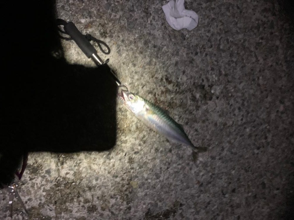 久しぶり大サバ？