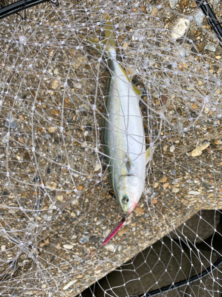 ショアジギング ツバス 兵庫県 瀬戸内海側 播磨 高砂 ショアジギング ツバス ワカシ 陸っぱり 釣り 魚釣り 釣果情報サイト カンパリ