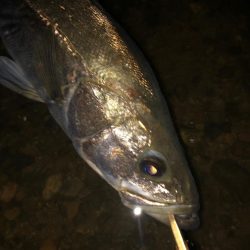 水温下がってきた？