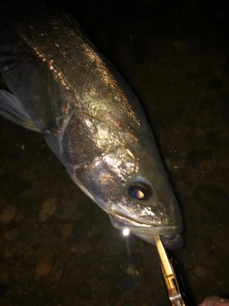 水温下がってきた？