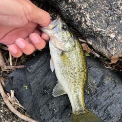 琵琶湖、今日も朝の散歩
