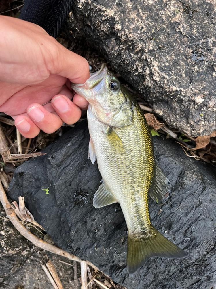 琵琶湖、今日も朝の散歩