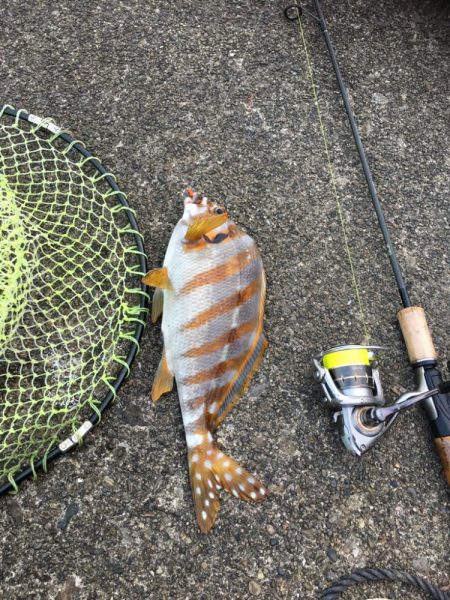 大きなタカノハダイ！