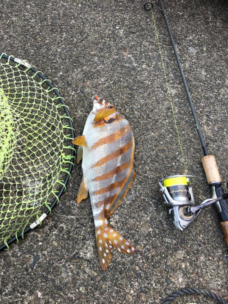 大きなタカノハダイ!