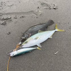 鳥とナブラがハンパない！