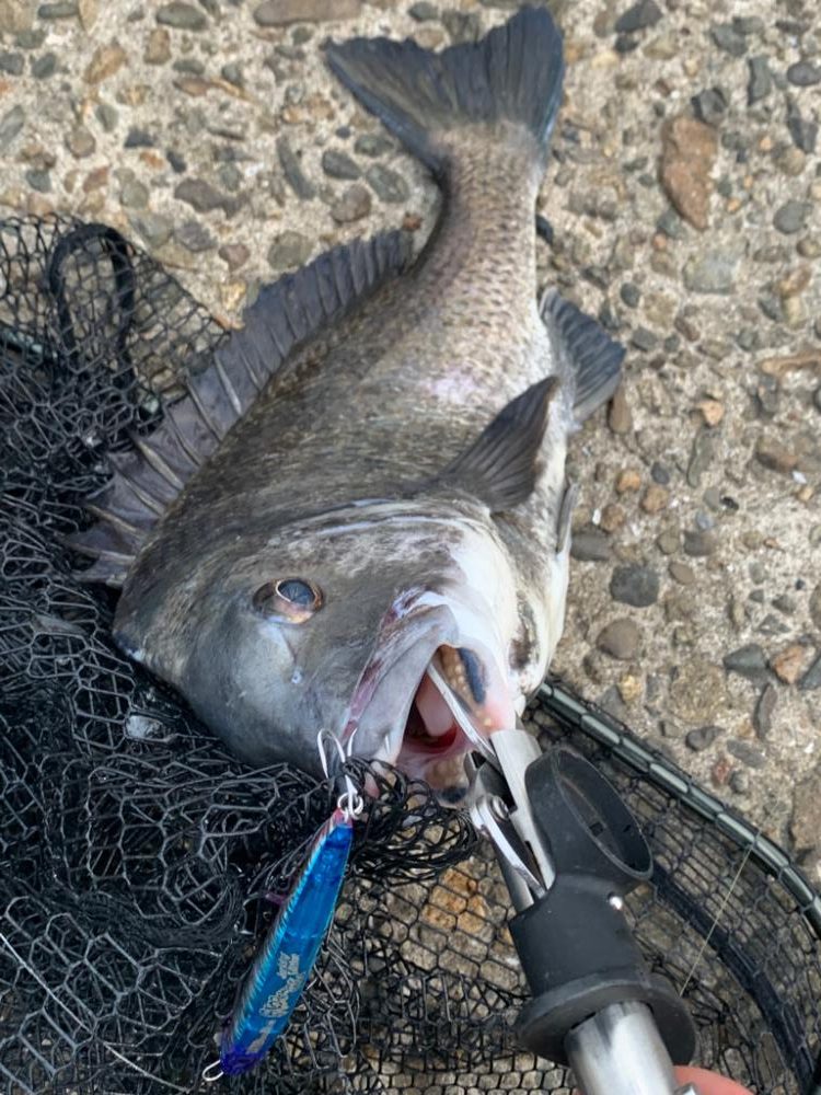 南港の奇妙なショアジギ