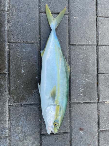 タチウオ釣り　カワハギ釣り
