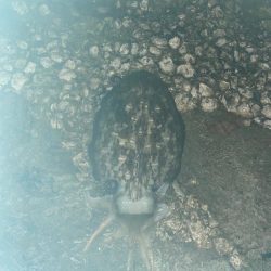 珍しいカミナリイカ