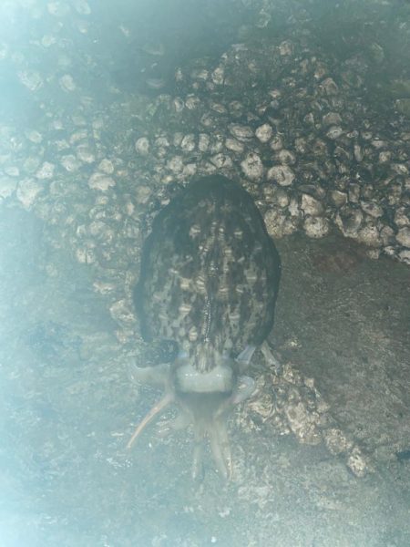 珍しいカミナリイカ