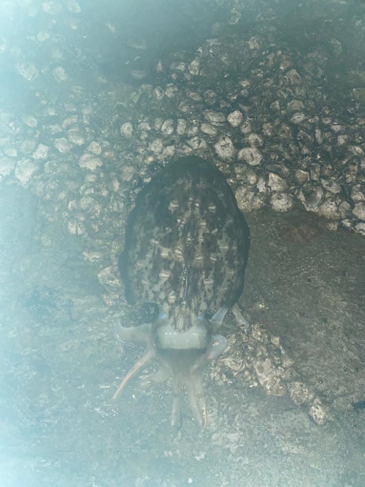 珍しいカミナリイカ