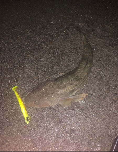 ナイトサーフでマゴチ