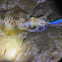 意外と成長してる？アオリイカ