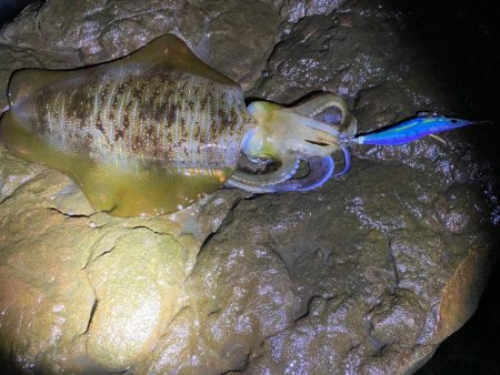 意外と成長してる？アオリイカ