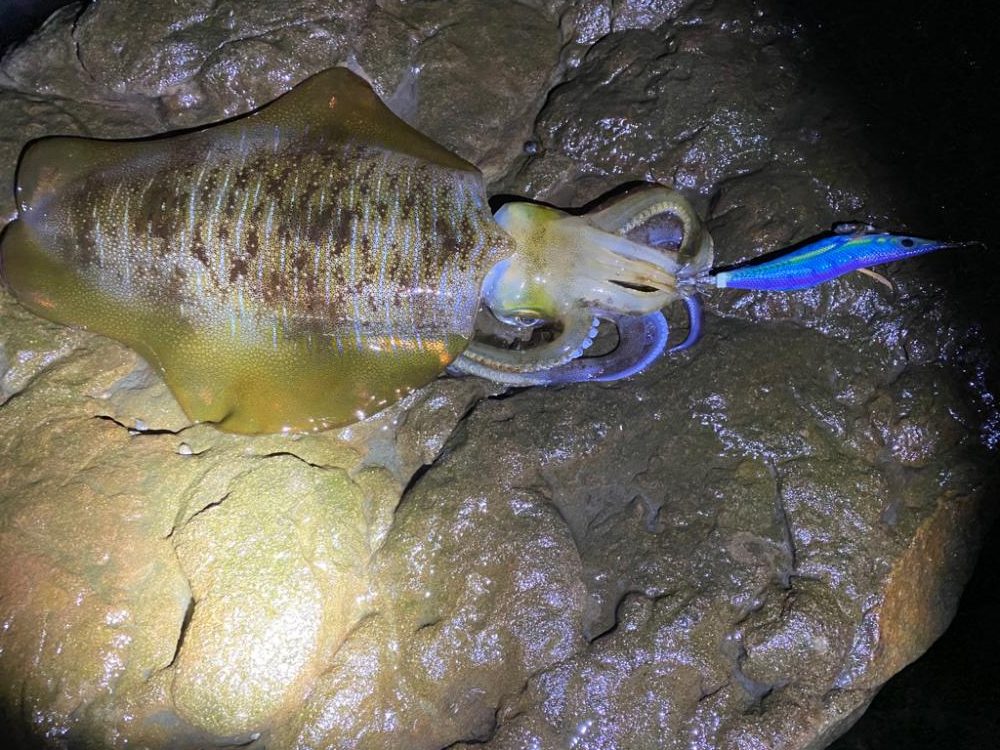 意外と成長してる?アオリイカ