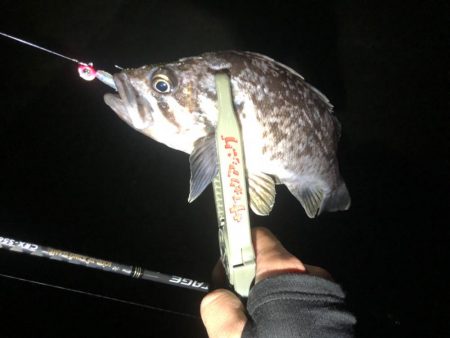 近所の漁港の定期調査