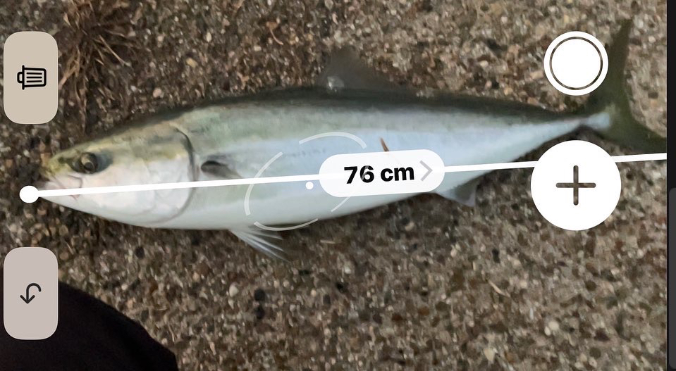 カワハギ釣れました^_^