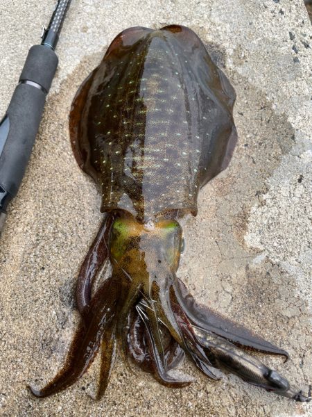 ラインのあたりは至福の時