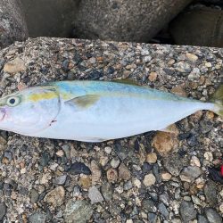 なんとか坊主回避…