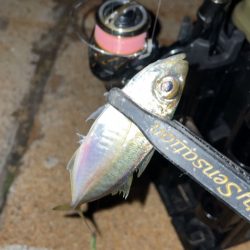 やっぱりメバルが良い♪