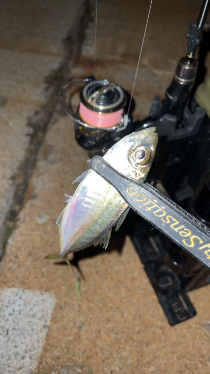 やっぱりメバルが良い♪