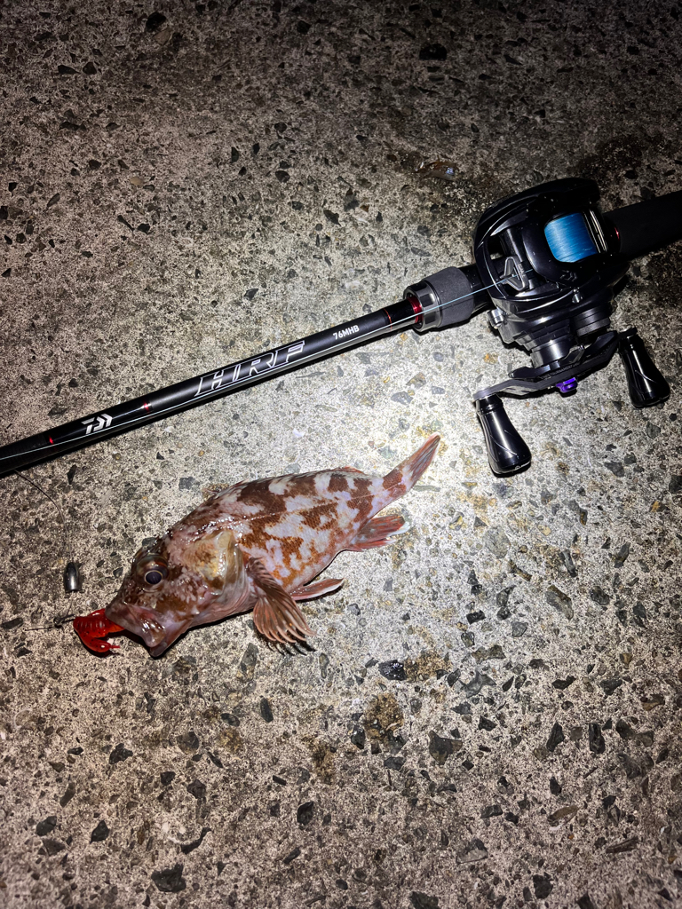 久々の朝活 アコウ