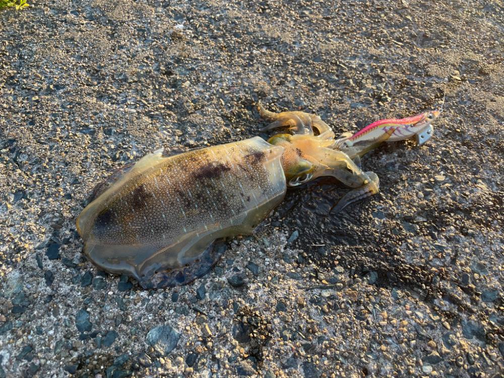 短時間エギング②