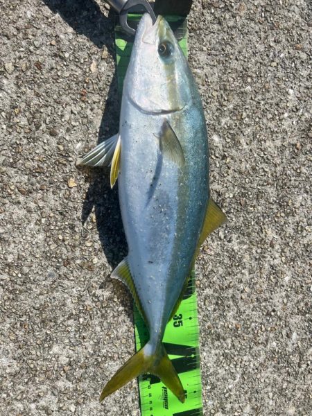 サイズダウンだけど脂乗りはバッチリ？