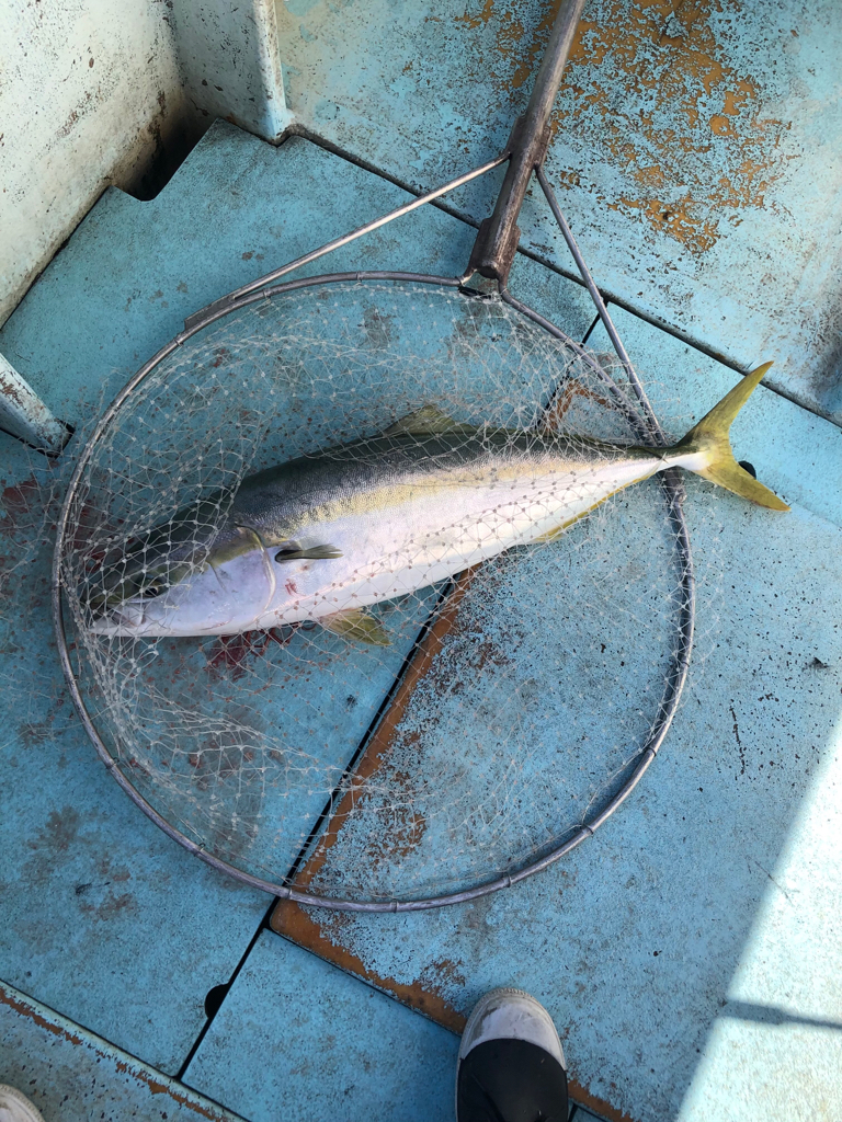 伊勢湾ジギング