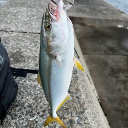 ビッグバッカーしか