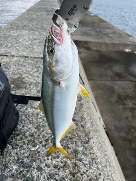 ビッグバッカーしか