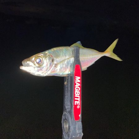 激渋アジング釣行