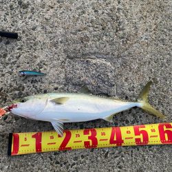 ヒラメとメジロ