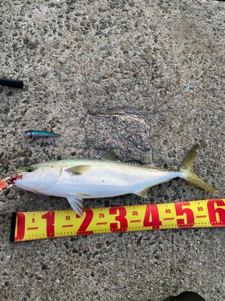 ヒラメとメジロ