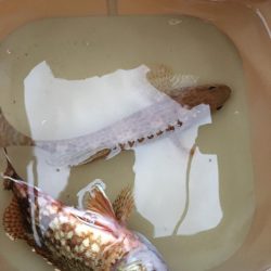 オオモンハタとガシラ