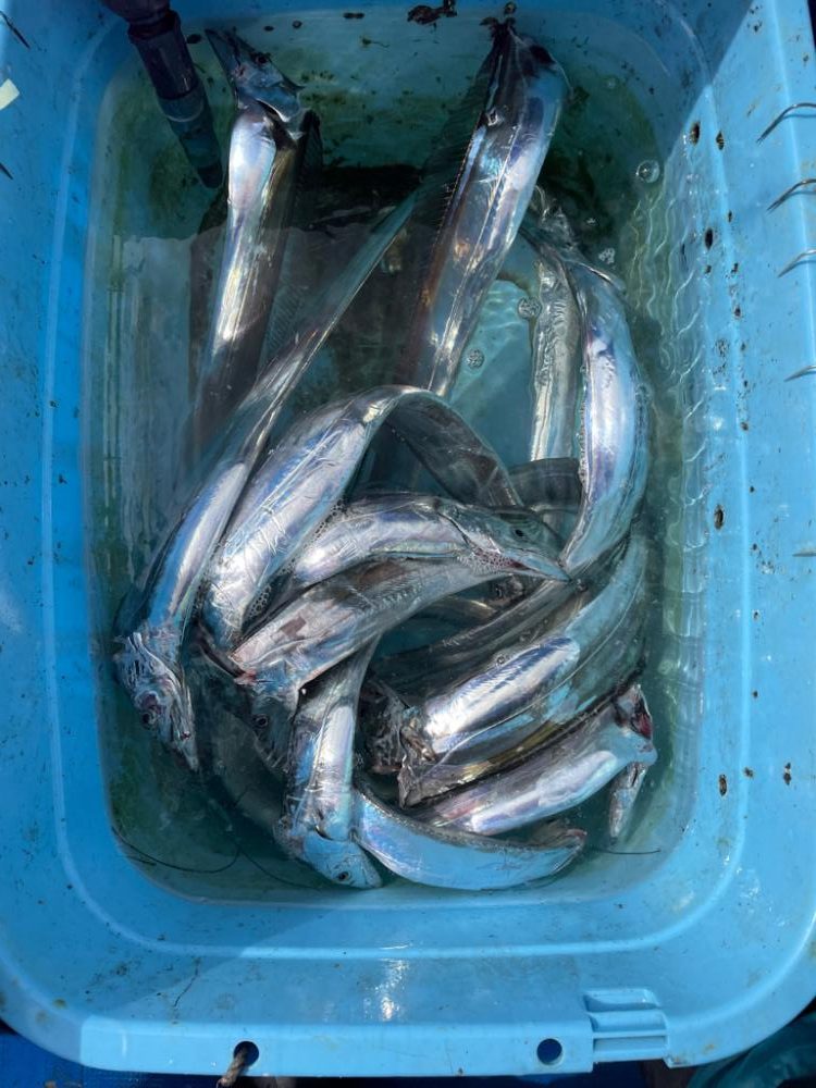 明石よりタチウオテンヤ