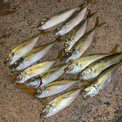 アジングナイト