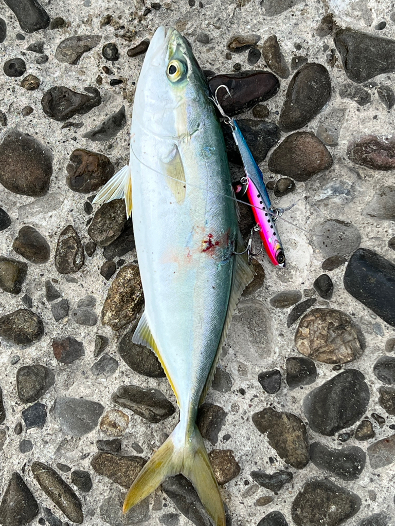 青物混声合唱団