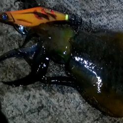 隠岐秋イカエギング！！