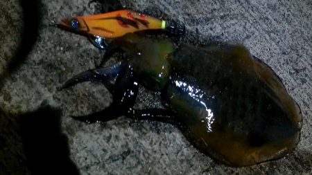 隠岐秋イカエギング！！