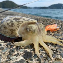 コウイカ祭り！